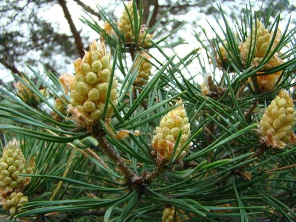 Pine buds in the fight against cervical osteochondrosis